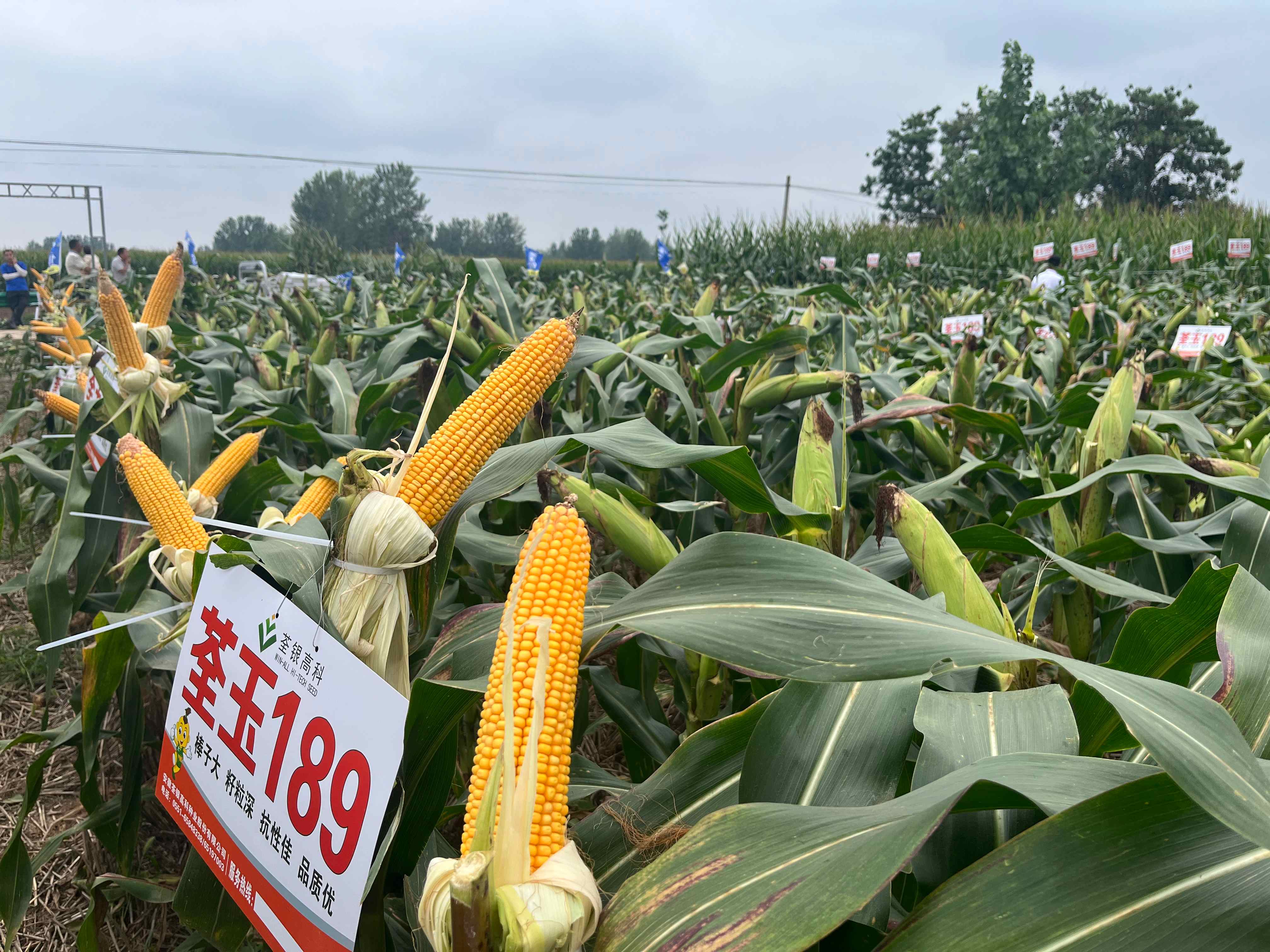 荃玉189.jpg 荃玉189.jpg